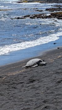 Punaluʻu Beach