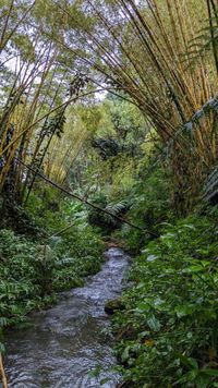 Akaka Falls State Park