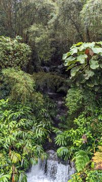 Akaka Falls State Park