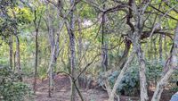 Nest von einem Komodowaran