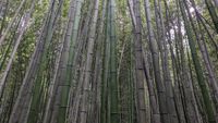 Arashiyama Bamboo Grove