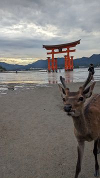 Miyajima