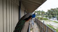 Pfau im Everglades Holiday Park